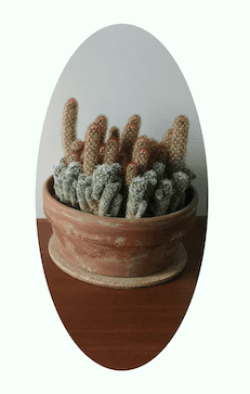 cactus with ellipse clip-path applied