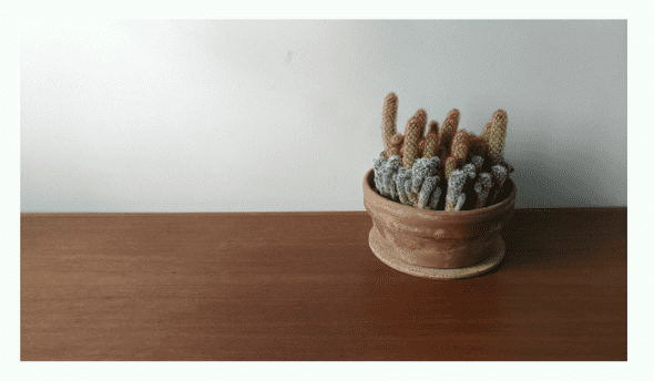 cactus with no clip-path applied