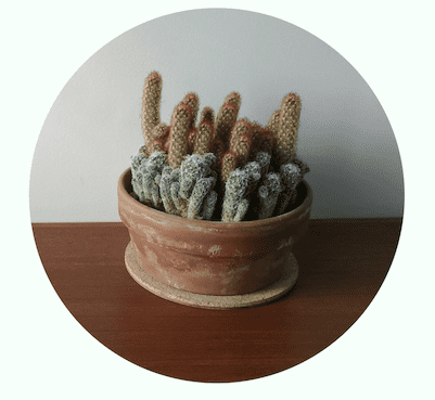 cactus with round clip-path applied
